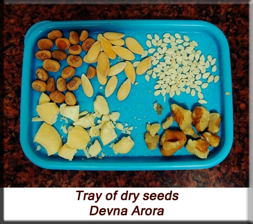 Devna Arora - Feeding parakeets in captivity